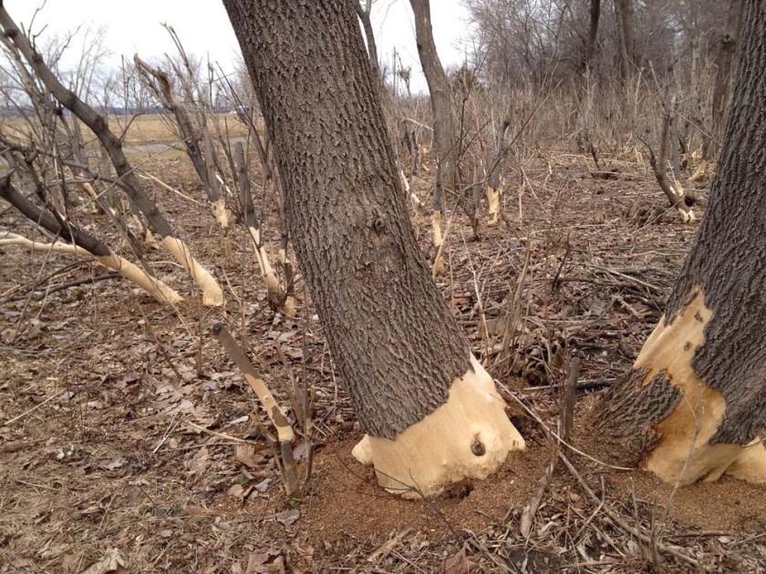 Chomped tree trunks